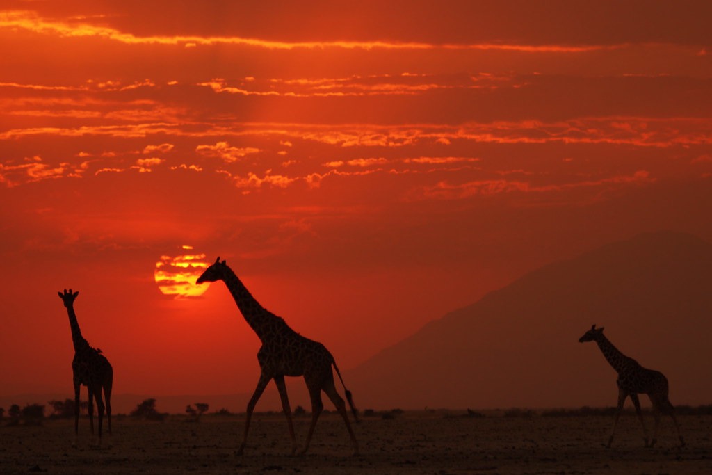 Kenya Safari Escape